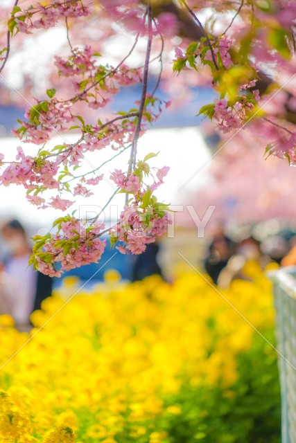 三浦海岸の菜の花畑と河津桜