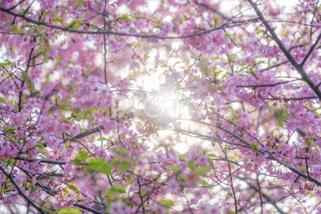 三浦海岸の河津桜