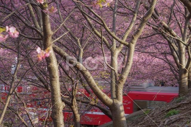 三浦海岸の河津桜