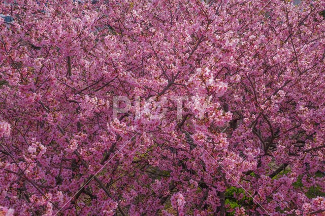 三浦海岸の河津桜