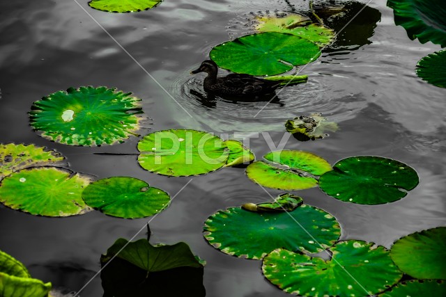 写真のタイトルが入ります