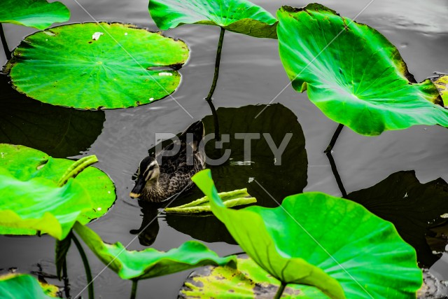 写真のタイトルが入ります