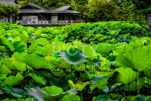 写真のタイトルが入ります