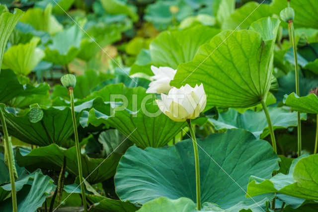 写真のタイトルが入ります