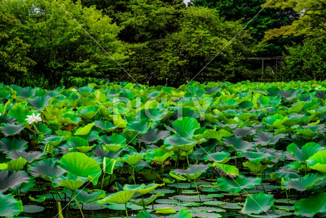 写真のタイトルが入ります