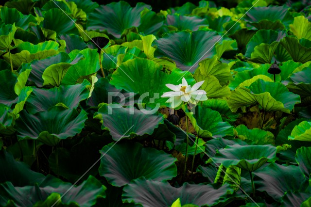 写真のタイトルが入ります