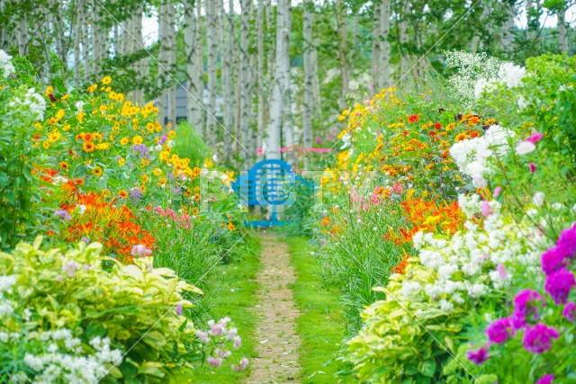 色とりどりの花に囲まれた道