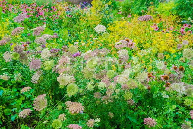 色とりどりの花に囲まれた道