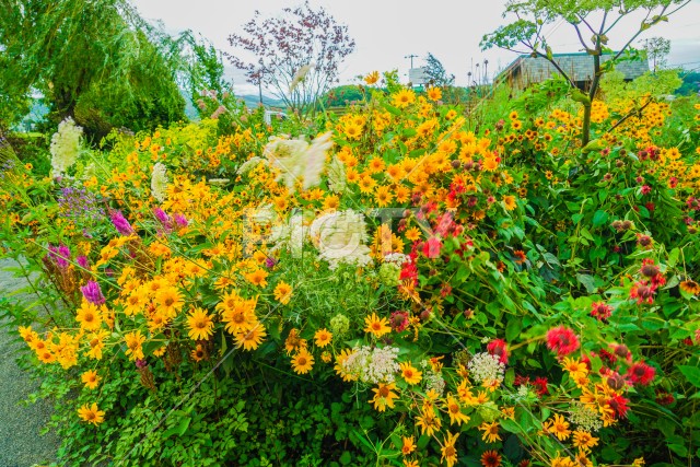 色とりどりの花に囲まれた道