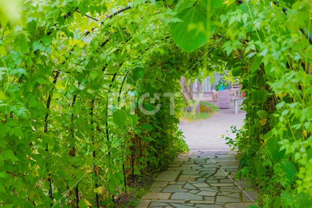 植物のトンネルのイメージ