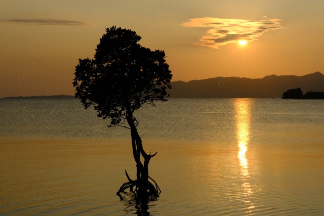 夕日の名蔵湾と一本マングローブ