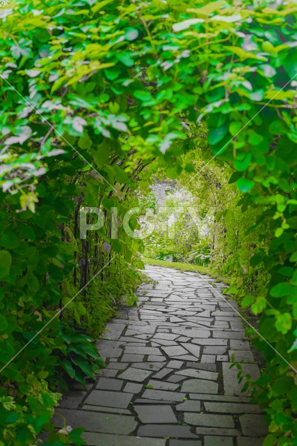 植物のトンネルのイメージ