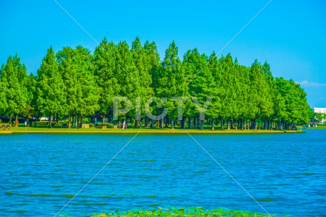 水元公園の森林と青空