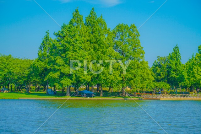 水元公園の森林と青空