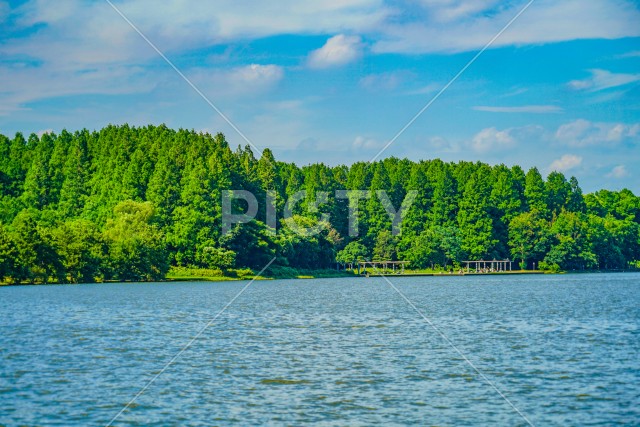 水元公園の森林と青空