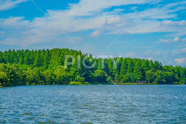 水元公園の森林と青空