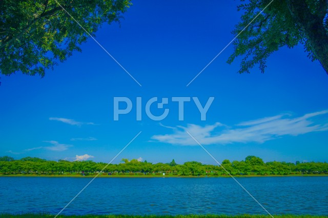 水元公園の森林と青空