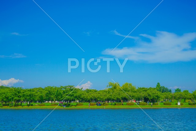 水元公園の森林と青空