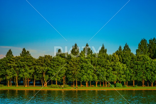 水元公園の森林と青空