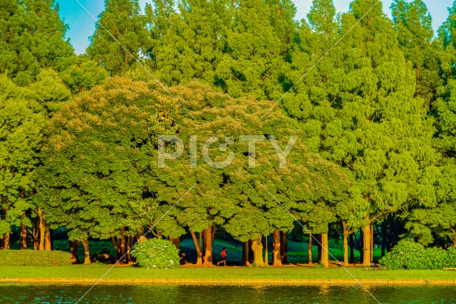 水元公園の森林と青空