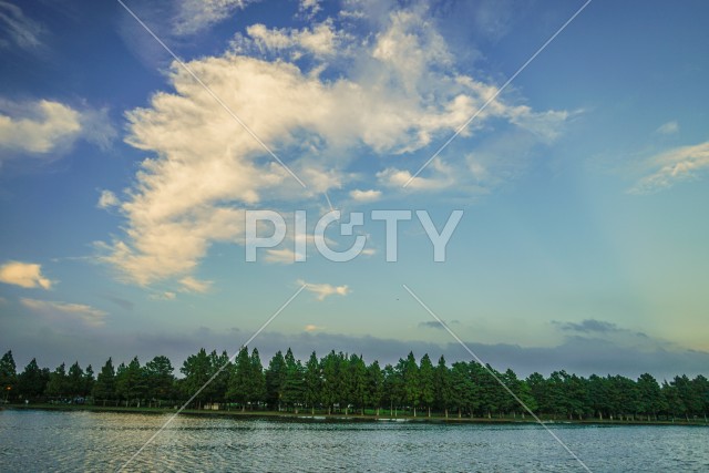 水元公園の森林と青空