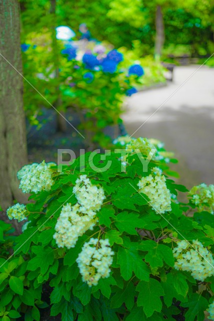 長谷寺のあじさい（6月）