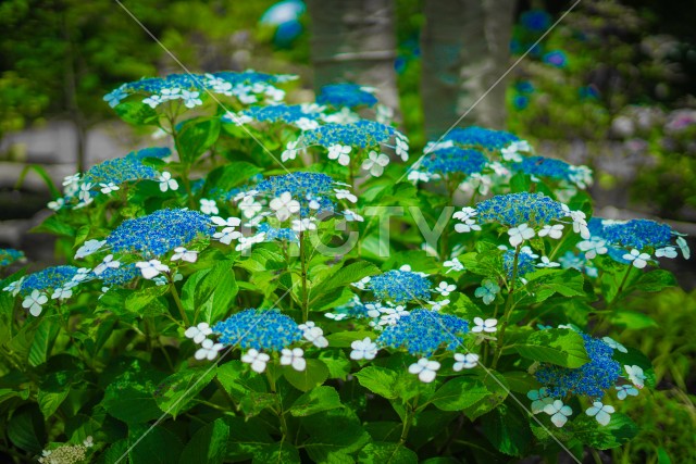 長谷寺のあじさい（6月）