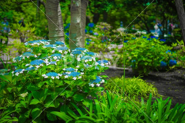 長谷寺のあじさい（6月）