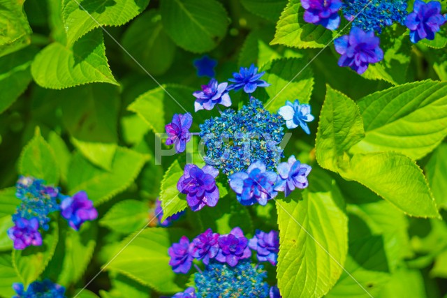 写真のタイトルが入ります