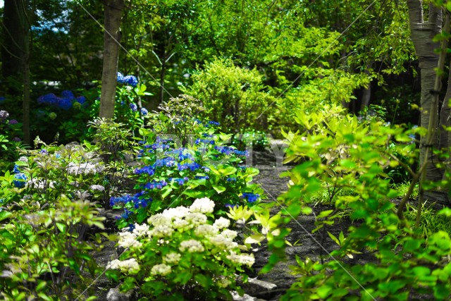 長谷寺のあじさい（6月）