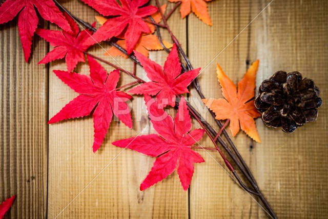 紅葉と松ぼっくり（松かさ）