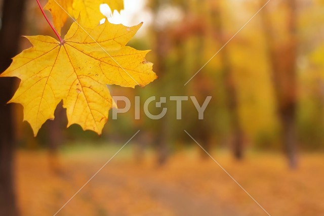 ぼかした公園を背景に紅葉した楓