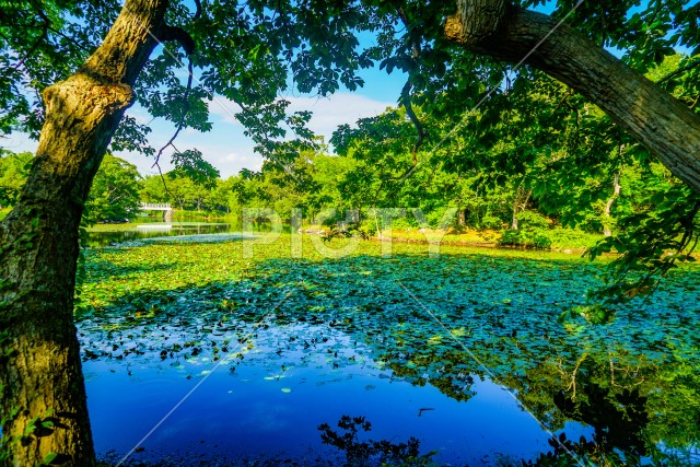 大沼国定公園の夏