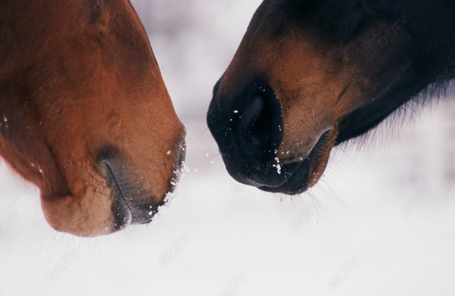 北海道 馬のイメージ