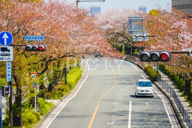 川崎・堀川町線の桜