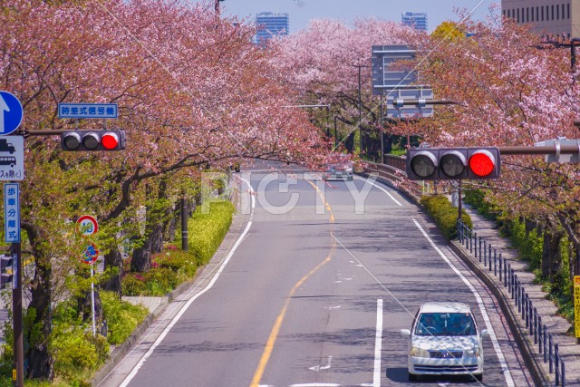 川崎・堀川町線の桜