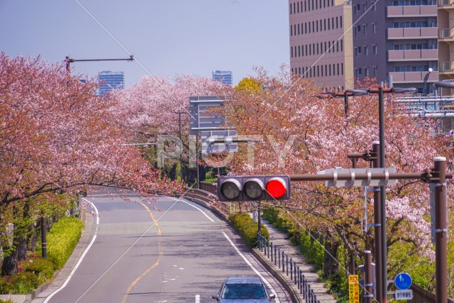 川崎・堀川町線の桜