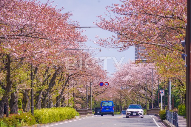 川崎・堀川町線の桜