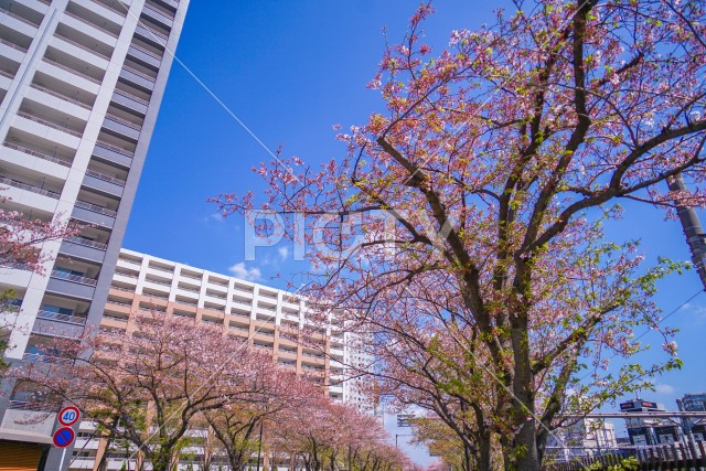 川崎・堀川町線の桜