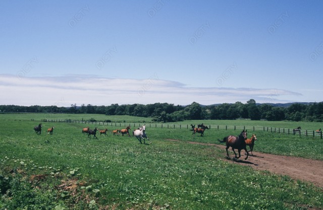 北海道 牧場で走る馬たち