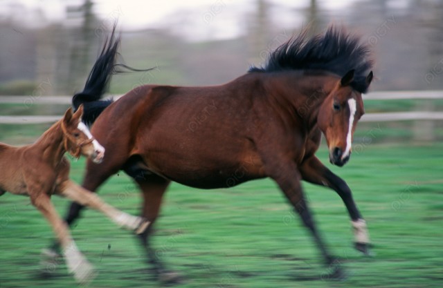 北海道 牧場で走る馬の親子