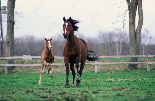 北海道 牧場で走る馬の親子2