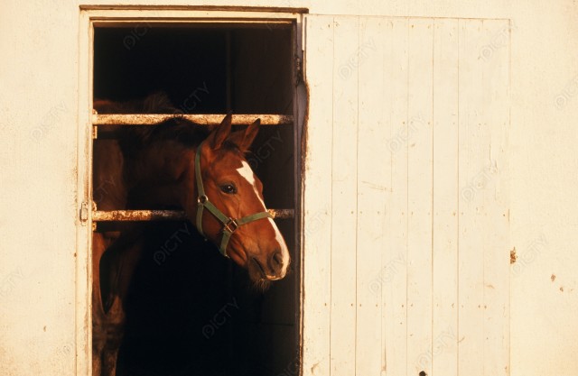 北海道 牧場の厩舎から顔を出す馬
