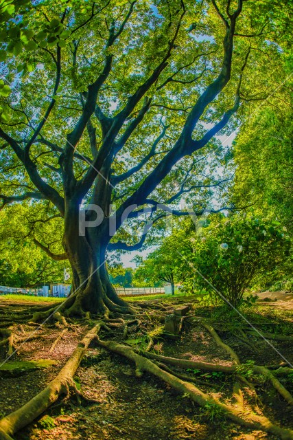 写真のタイトルが入ります