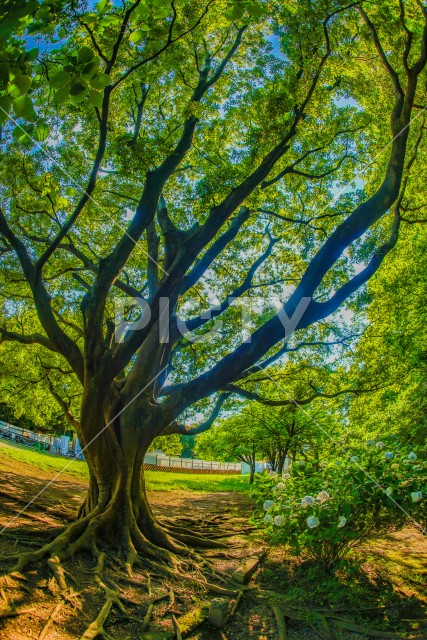 写真のタイトルが入ります