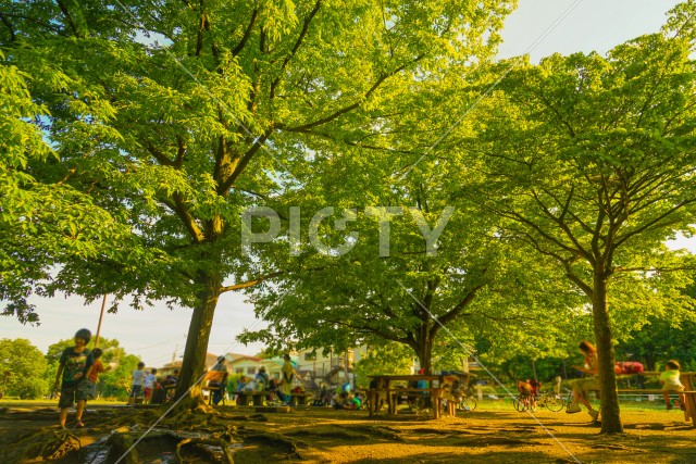 井の頭恩賜公園の大木