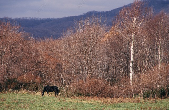 北海道 牧場の風景と馬