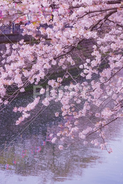 大岡川プロムナードの桜