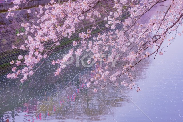 大岡川プロムナードの桜