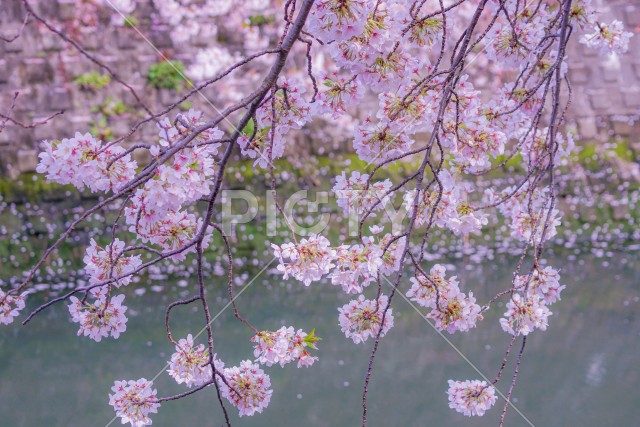 大岡川プロムナードの桜